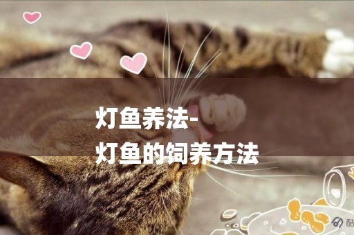 燈魚養法-
燈魚的飼養方法