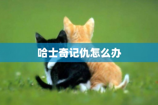 哈士奇記仇怎么辦