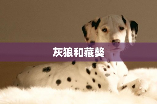 灰狼和藏獒
