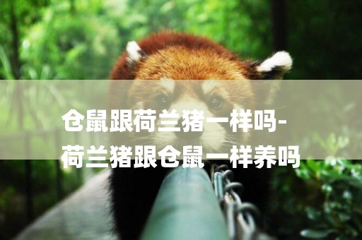 倉鼠跟荷蘭豬一樣嗎-
荷蘭豬跟倉鼠一樣養嗎