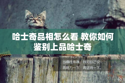 哈士奇品相怎么看 教你如何鑒別上品哈士奇