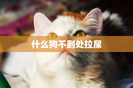 什么狗不到處拉屎