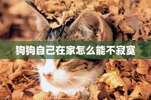 狗狗自己在家怎么能不寂寞