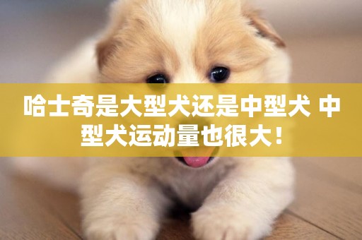 哈士奇是大型犬還是中型犬 中型犬運動量也很大！