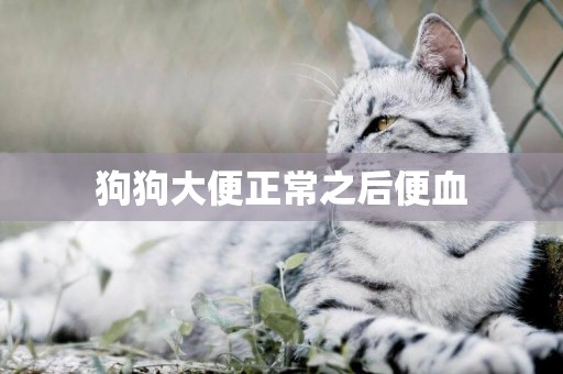 狗狗大便正常之后便血