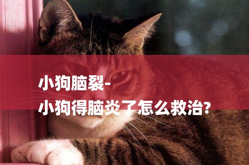 小狗腦裂-
小狗得腦炎了怎么救治?