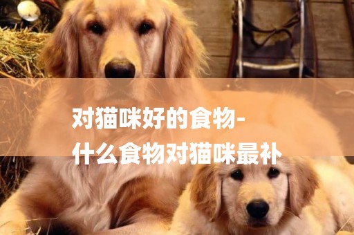 對貓咪好的食物-
什么食物對貓咪最補