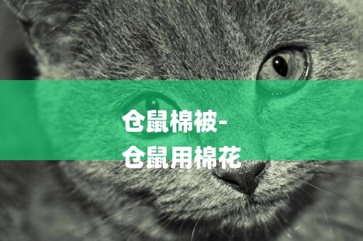 倉鼠棉被-
倉鼠用棉花