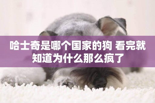 哈士奇是哪個國家的狗 看完就知道為什么那么瘋了
