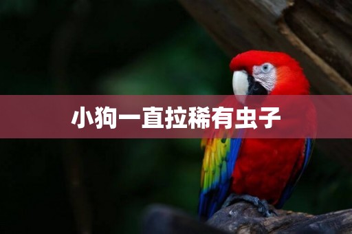 小狗一直拉稀有蟲子