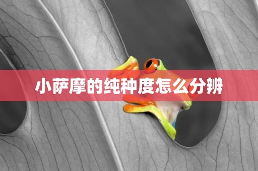 小薩摩的純種度怎么分辨