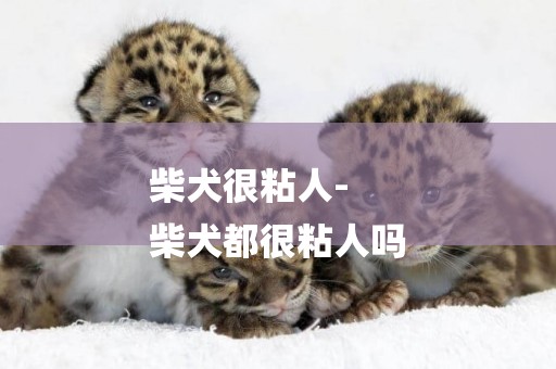 柴犬很粘人-
柴犬都很粘人嗎