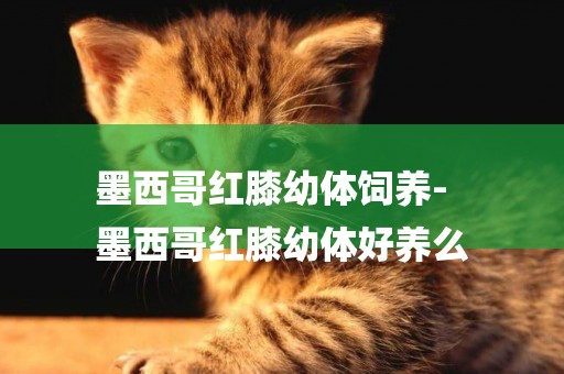 墨西哥紅膝幼體飼養-
墨西哥紅膝幼體好養么