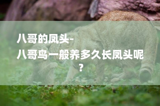 八哥的鳳頭-
八哥鳥一般養多久長鳳頭呢？