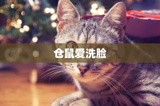 倉鼠愛洗臉