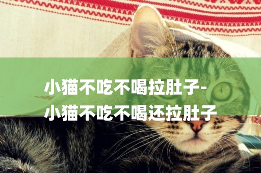 小貓不吃不喝拉肚子-
小貓不吃不喝還拉肚子
