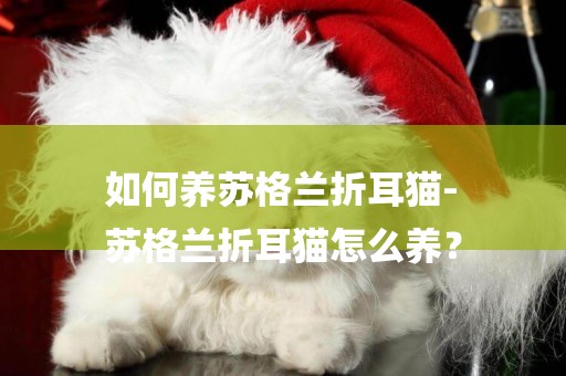 如何養蘇格蘭折耳貓-
蘇格蘭折耳貓怎么養？