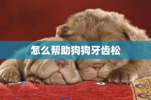 怎么幫助狗狗牙齒松