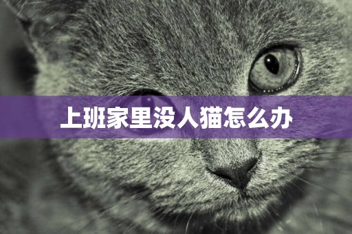 上班家里沒人貓怎么辦