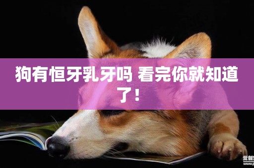 狗有恒牙乳牙嗎 看完你就知道了！