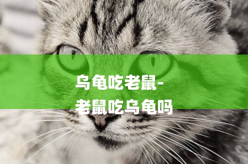 烏龜吃老鼠-
老鼠吃烏龜嗎