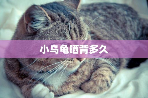 小烏龜曬背多久