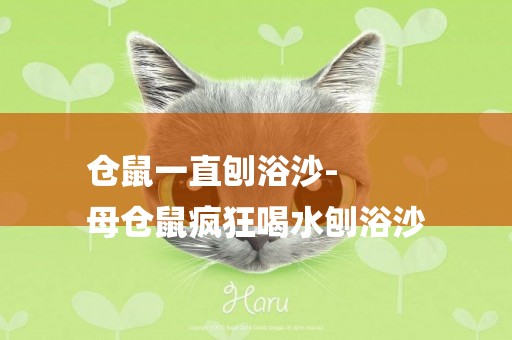 倉鼠一直刨浴沙-
母倉鼠瘋狂喝水刨浴沙