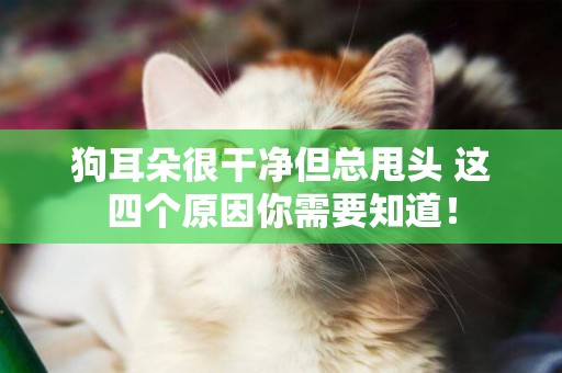 狗耳朵很干凈但總甩頭 這四個原因你需要知道! 狗耳朵很干凈但總甩頭 這四個原因你需要知道!