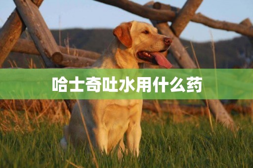 哈士奇吐水用什么藥