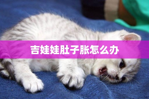 吉娃娃肚子脹怎么辦
