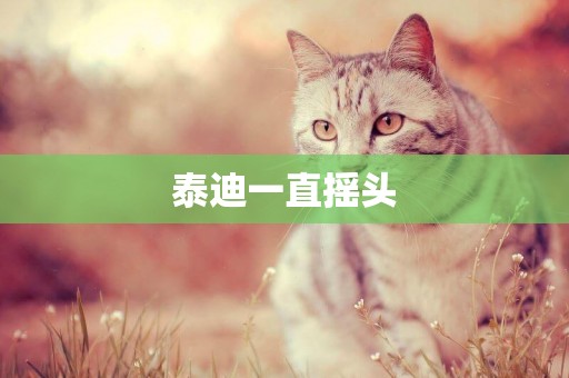 泰迪一直搖頭