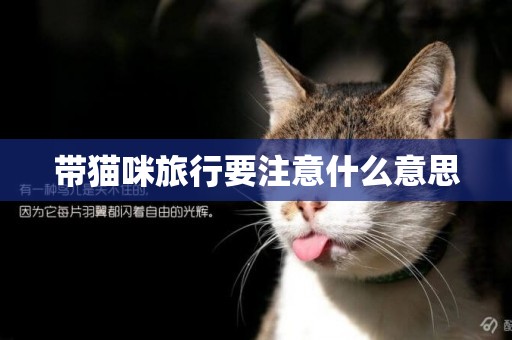 帶貓咪旅行要注意什么意思
