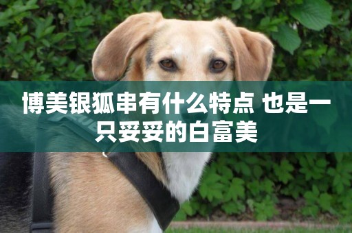 博美銀狐串有什么特點 也是一只妥妥的白富美