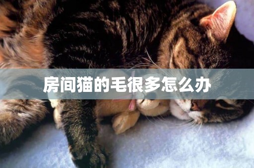 房間貓的毛很多怎么辦