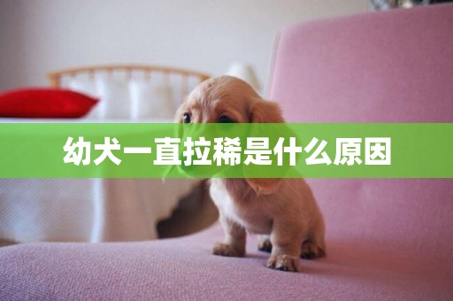 幼犬一直拉稀是什么原因