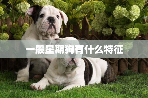 一般星期狗有什么特征