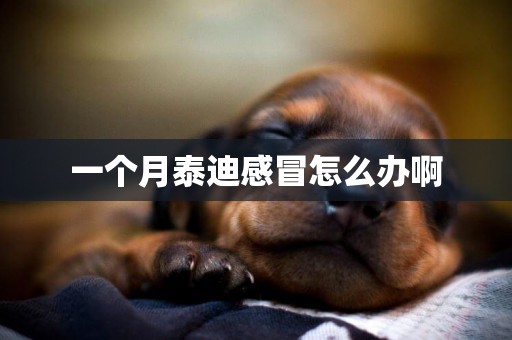 一個月泰迪感冒怎么辦啊