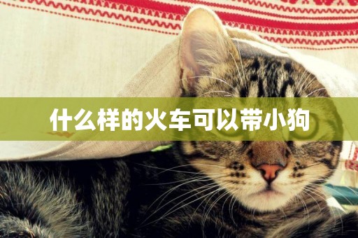 什么樣的火車可以帶小狗