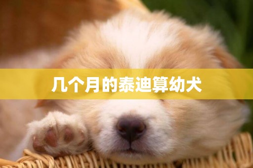 幾個月的泰迪算幼犬