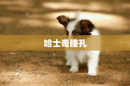 哈士奇瞳孔