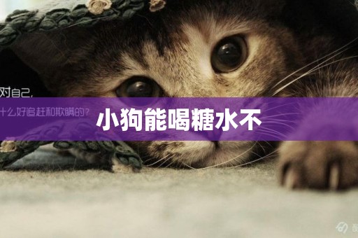小狗能喝糖水不
