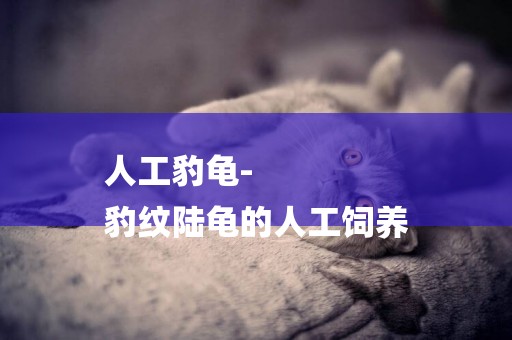 人工豹龜-
豹紋陸龜的人工飼養