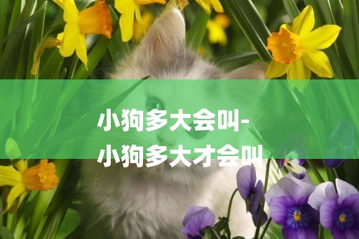 小狗多大會叫-
小狗多大才會叫