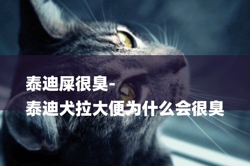 泰迪屎很臭-
泰迪犬拉大便為什么會很臭