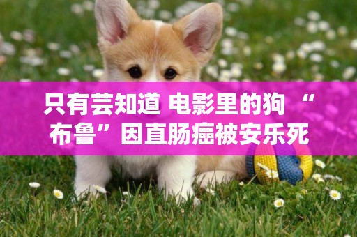 只有蕓知道 電影里的狗 “布魯”因直腸癌被安樂死 只有蕓知道 電影里的狗 “布魯”因直腸癌被安樂死