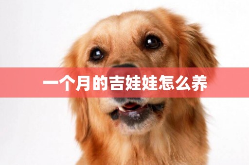 一個月的吉娃娃怎么養