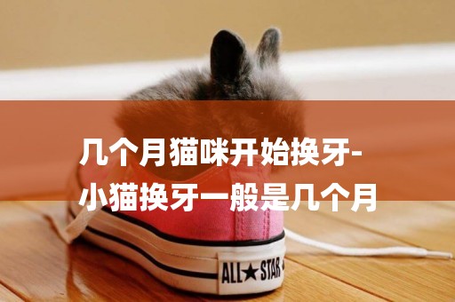 幾個月貓咪開始換牙-
小貓換牙一般是幾個月