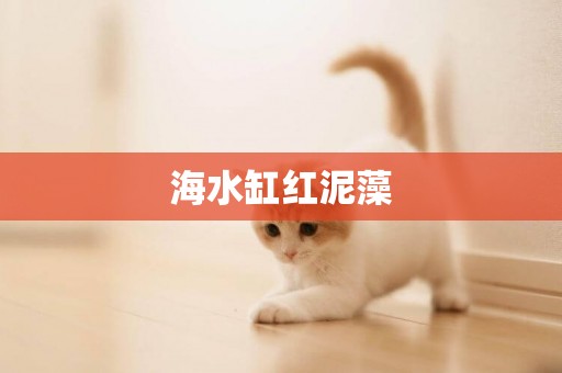 海水缸紅泥藻