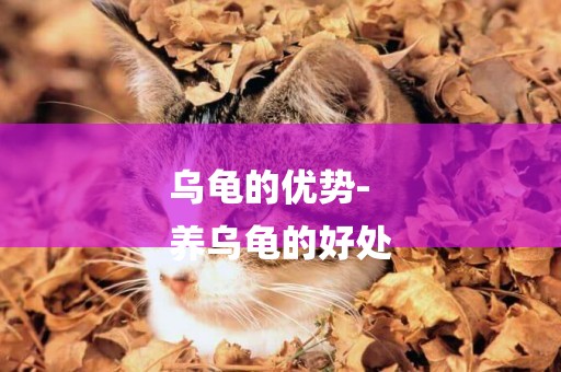 烏龜的優勢-
養烏龜的好處
