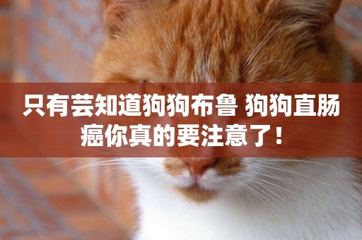 只有蕓知道狗狗布魯 狗狗直腸癌你真的要注意了！